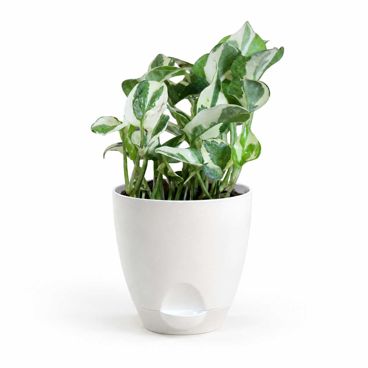 Money Plant (N'Joy)