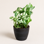 Money Plant (N'Joy)