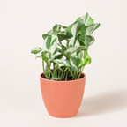 Money Plant (N'Joy)