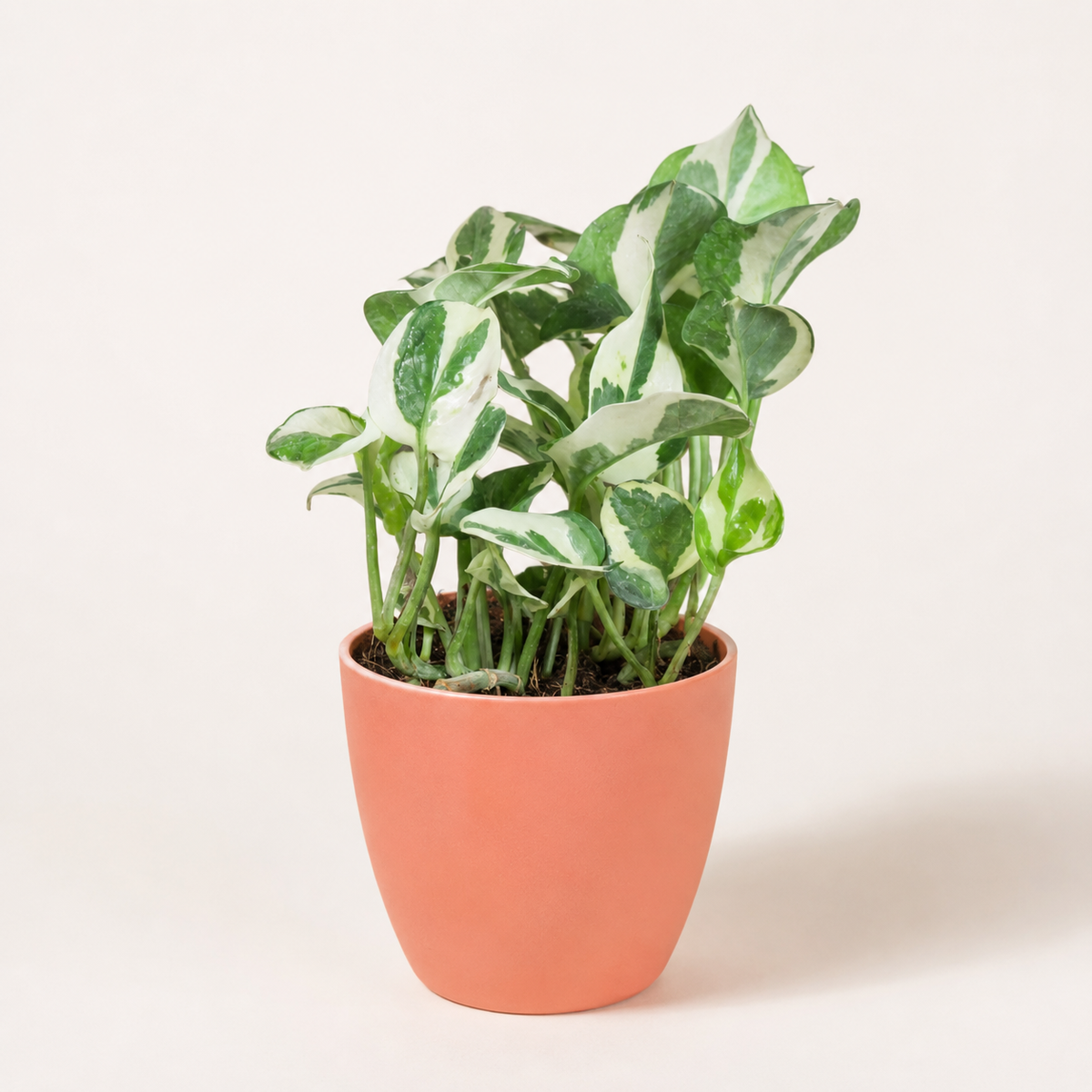 Money Plant (N'Joy)