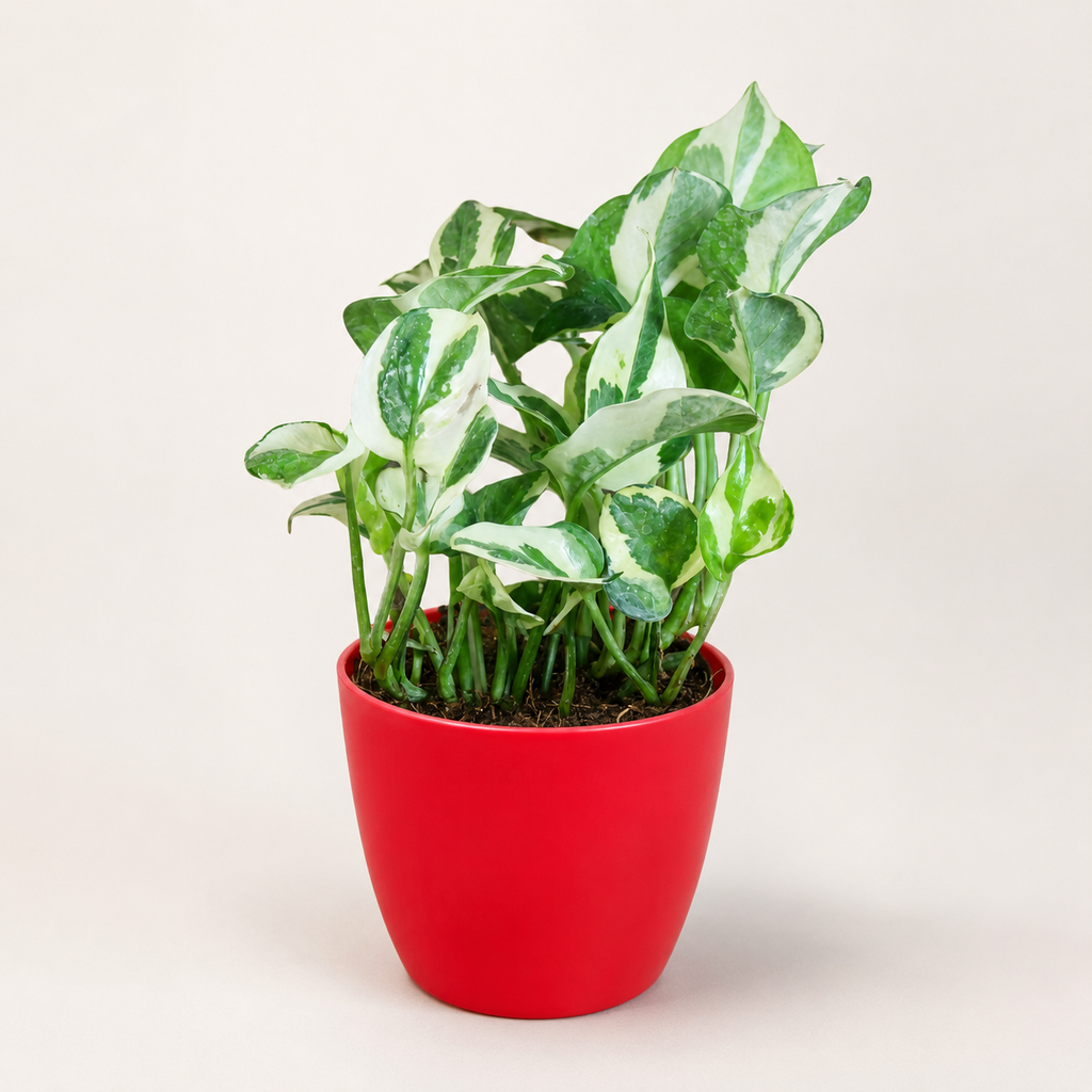 Money Plant (N'Joy)