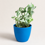 Money Plant (N'Joy)