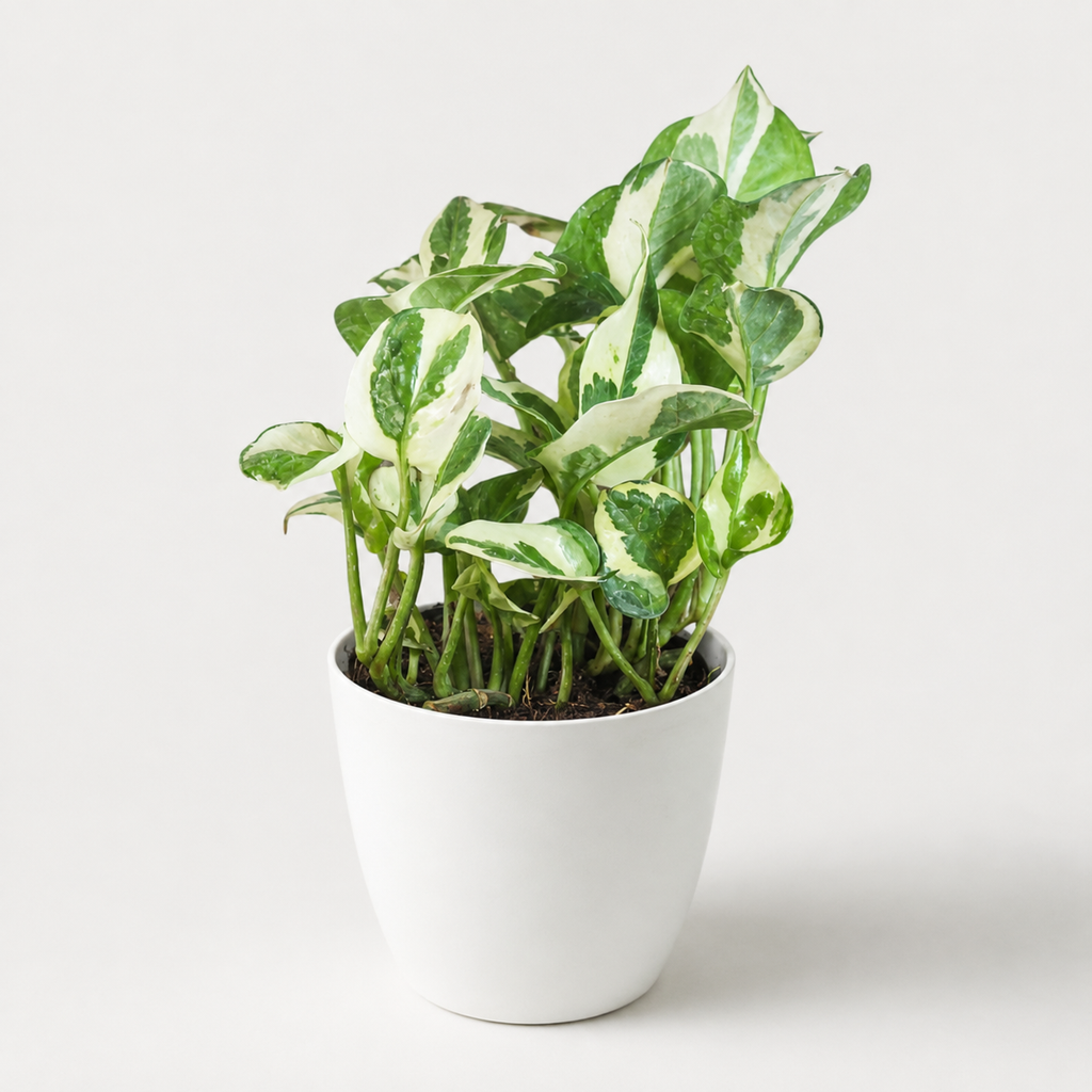 Money Plant (N'Joy)