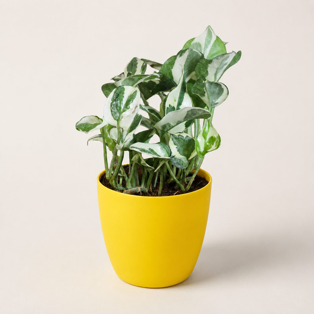 Money Plant (N'Joy)