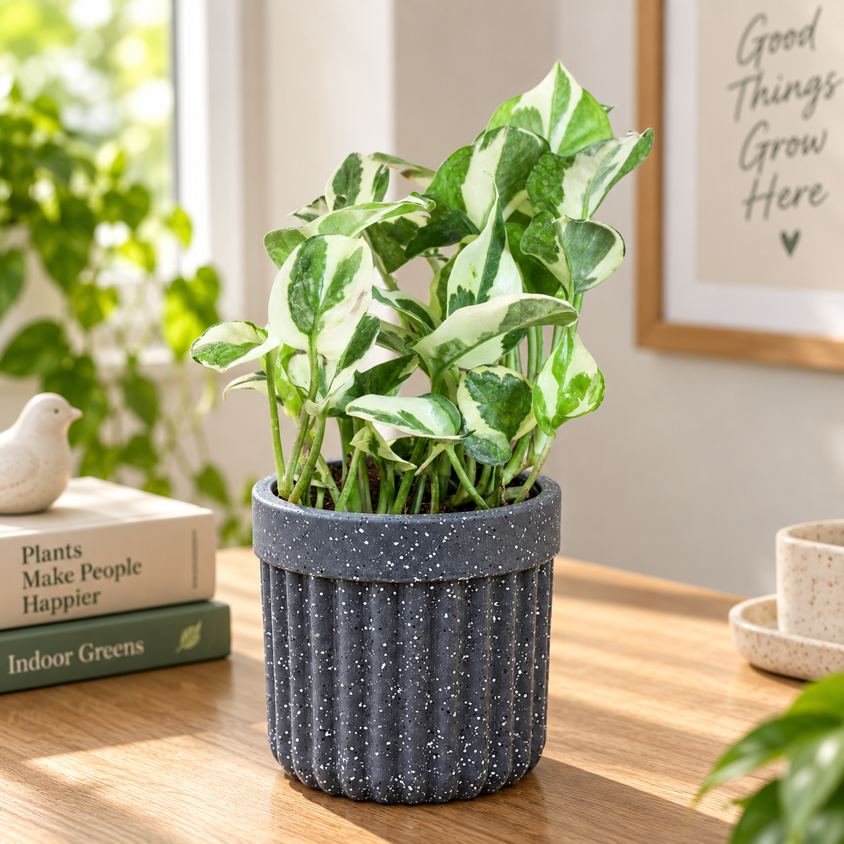 N’Joy Money Plant in Premium Rotomolded Planter