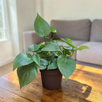 Philodendron oxycardium (Green) Plant