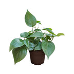 Philodendron oxycardium (Green) Plant
