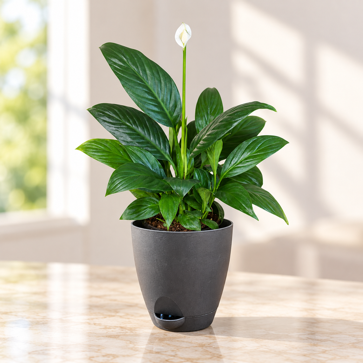 Peace Lily Plant