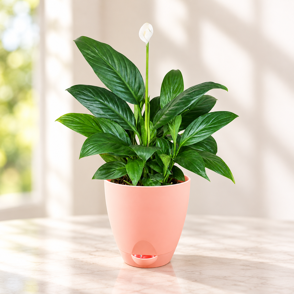 Peace Lily Plant