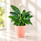 Peace Lily Plant