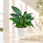 Peace Lily Plant