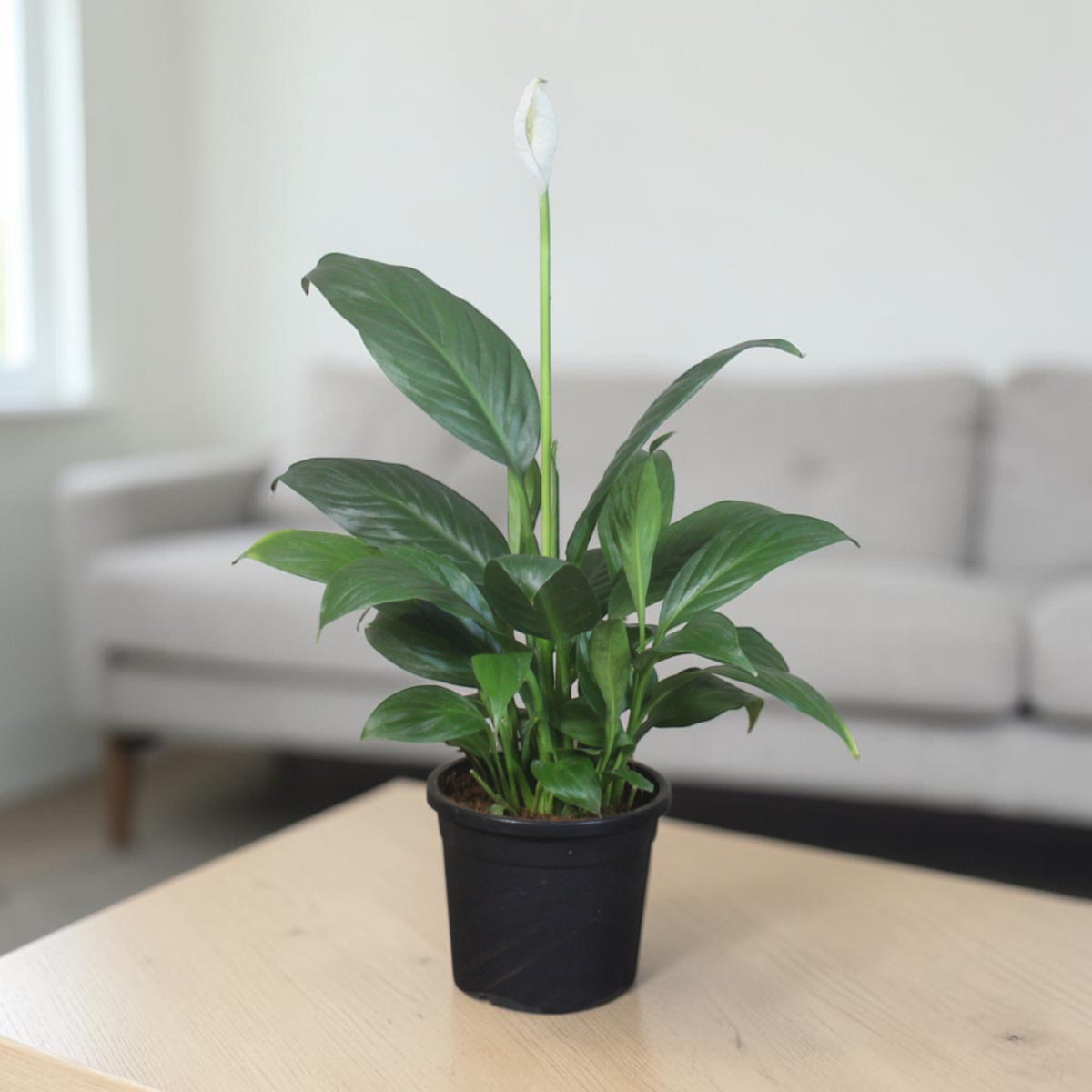 Peace Lily Plant
