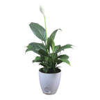 Peace Lily Plant