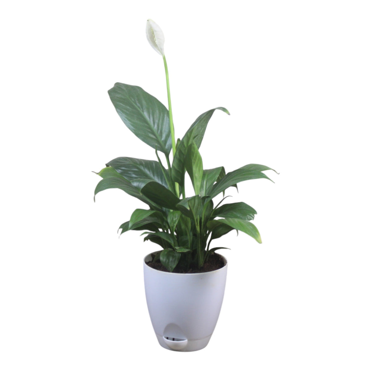 Peace Lily Plant