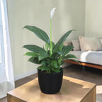 Peace Lily Plant
