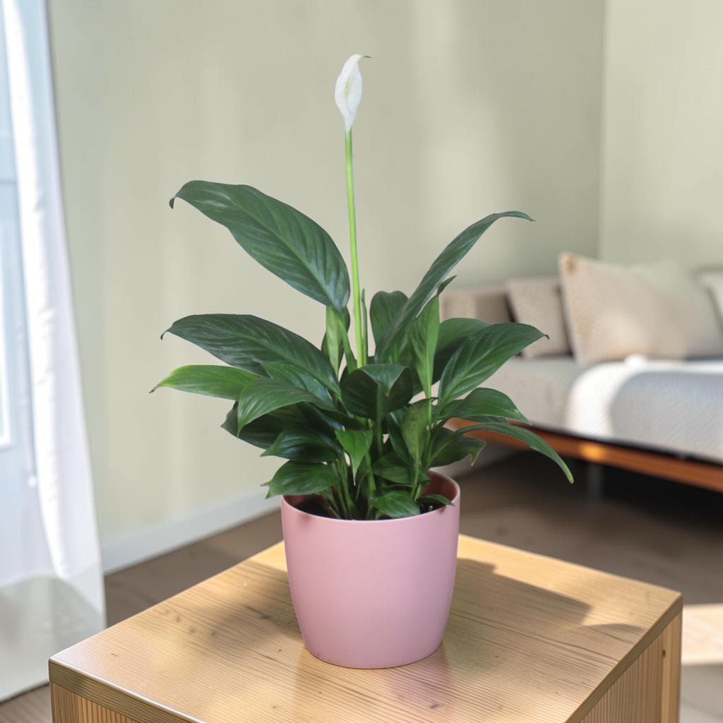 Peace Lily Plant
