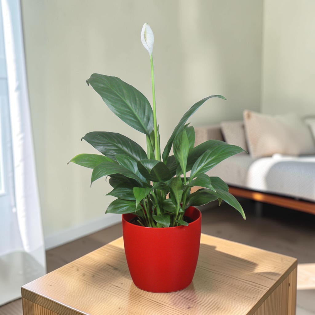 Peace Lily Plant