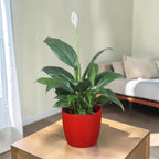Peace Lily Plant