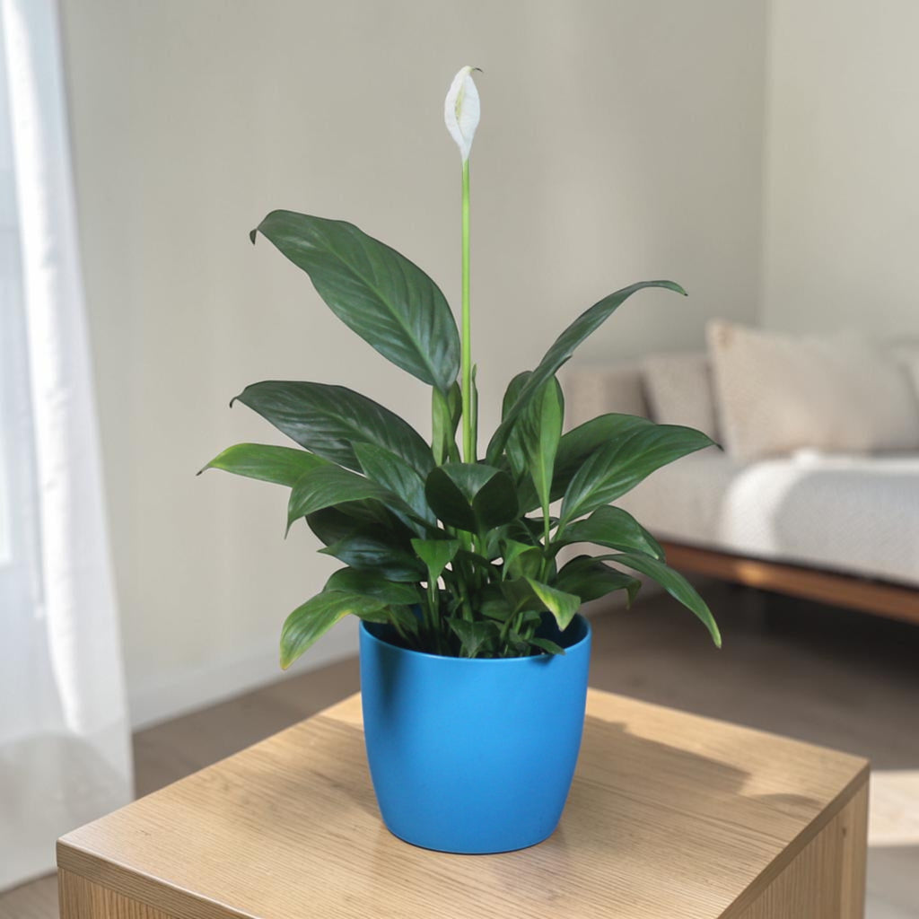 Peace Lily Plant