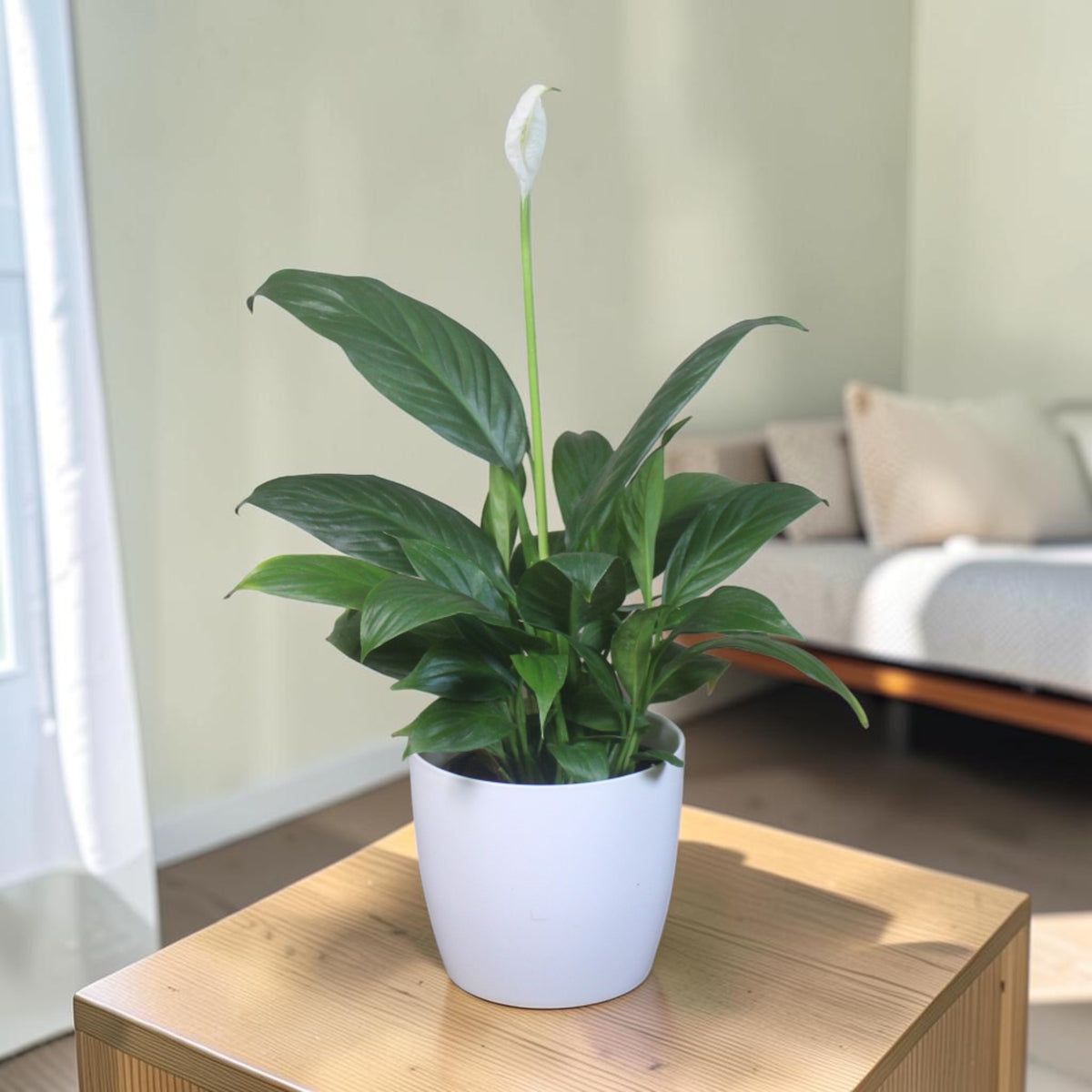 Peace Lily Plant