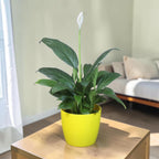Peace Lily Plant