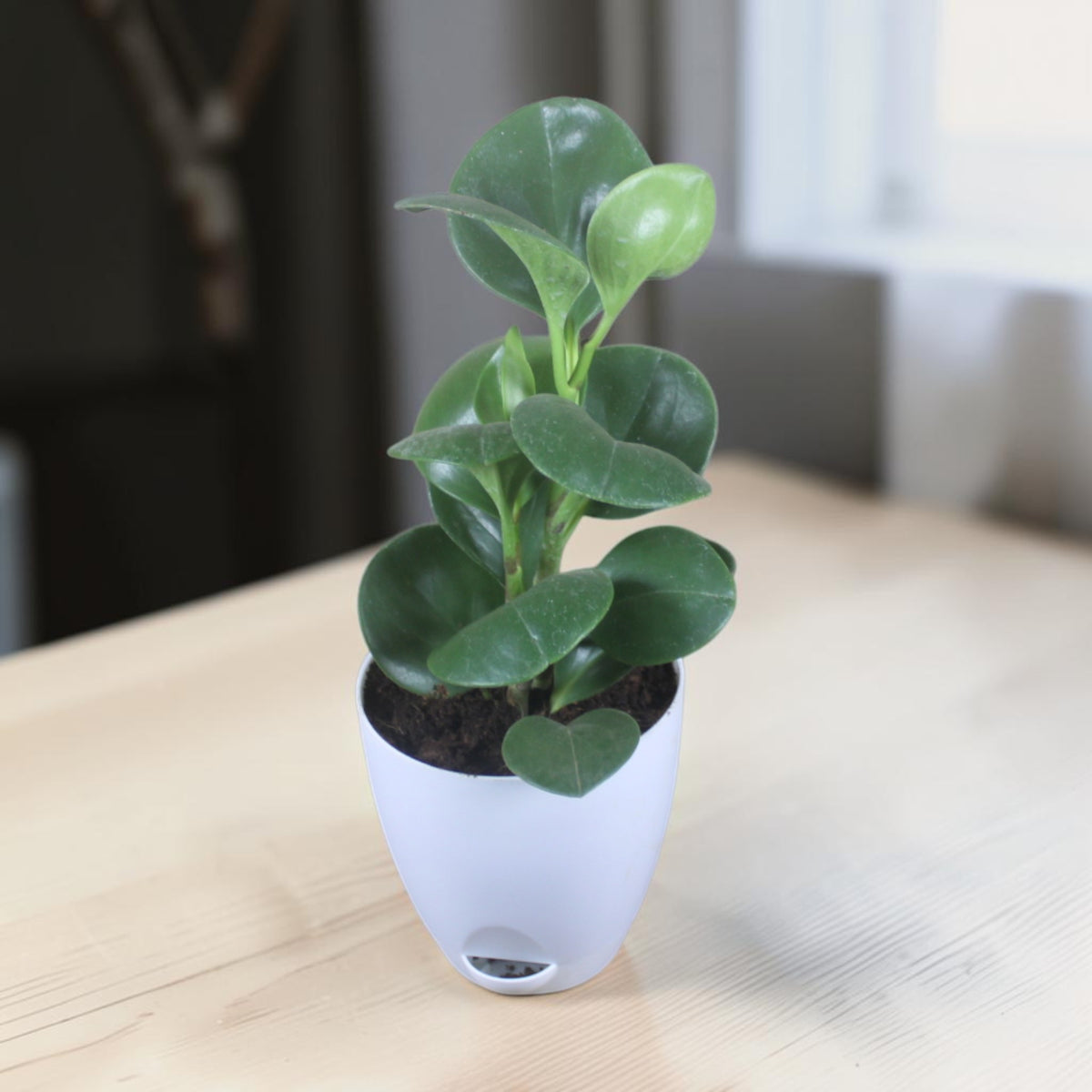 Peperomia (Green) Plant
