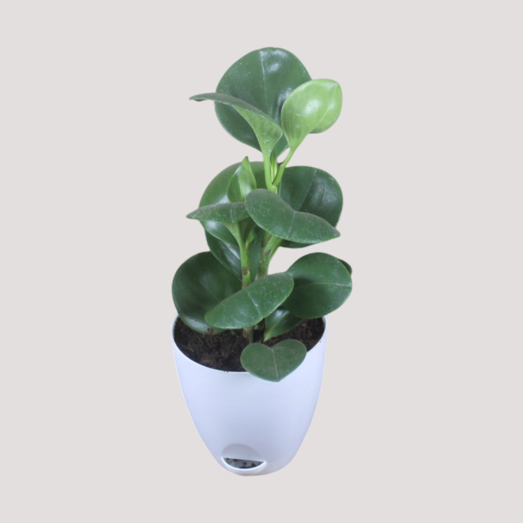 Peperomia (Green) Plant