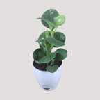 Peperomia (Green) Plant