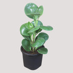 Peperomia (Green) Plant