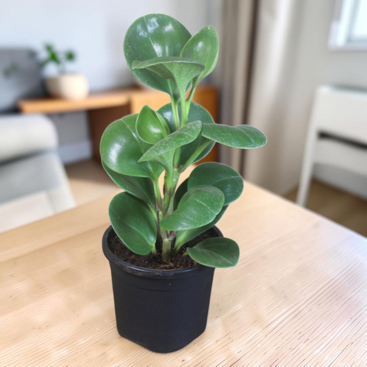 Peperomia (Green) Plant