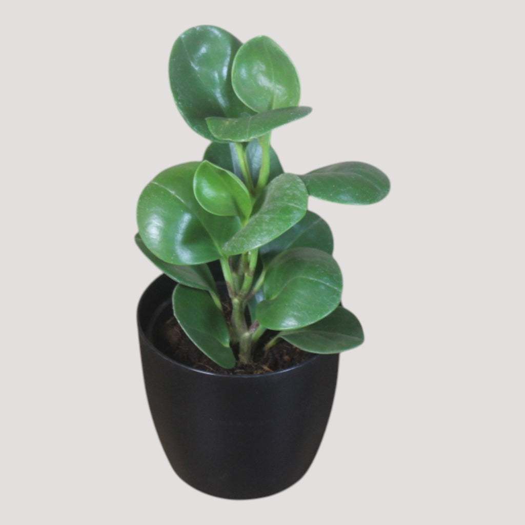 Peperomia (Green) Plant