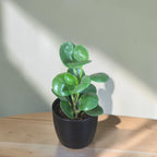 Peperomia (Green) Plant