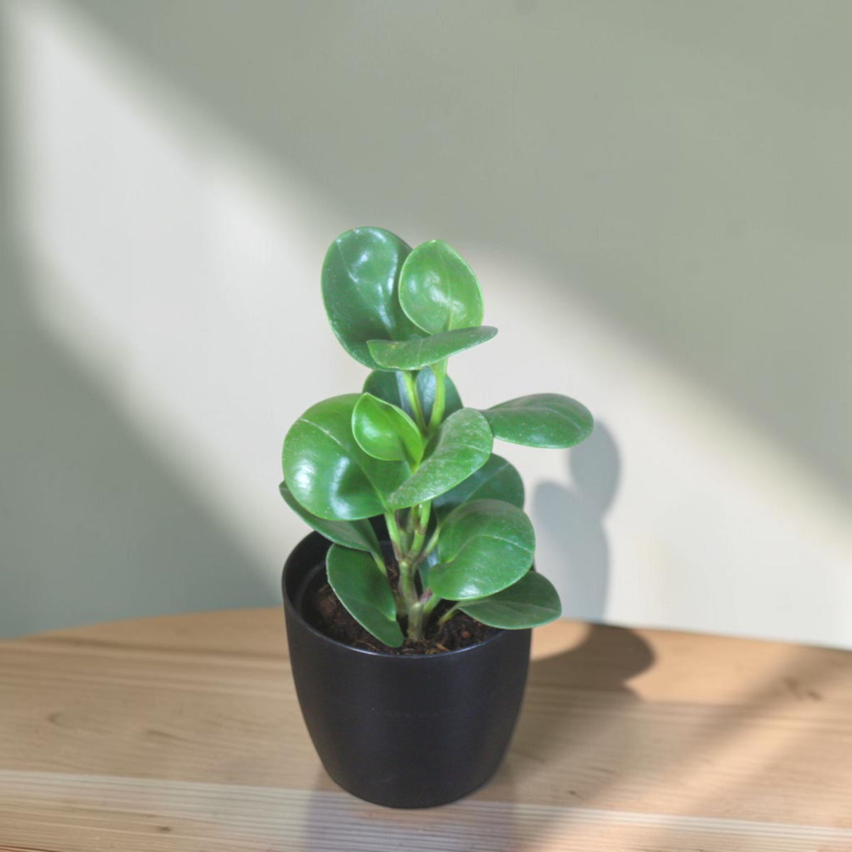 Peperomia (Green) Plant
