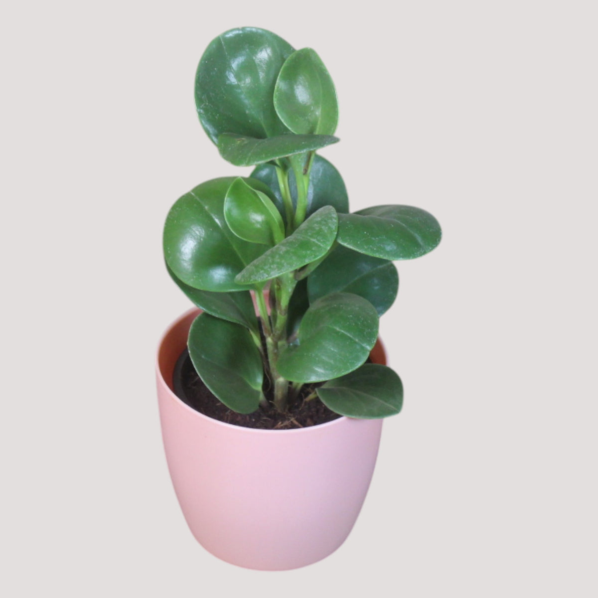 Peperomia (Green) Plant