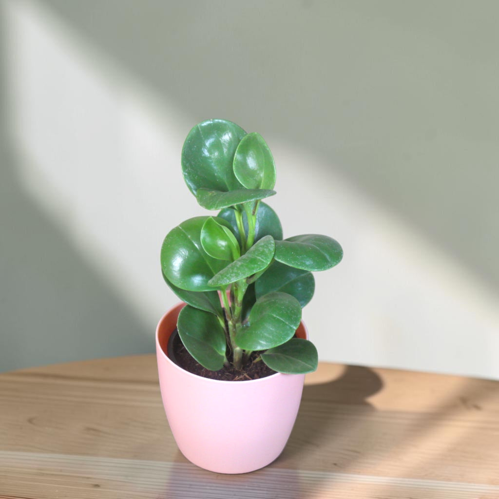Peperomia (Green) Plant