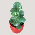 Peperomia (Green) Plant