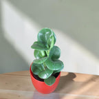 Peperomia (Green) Plant