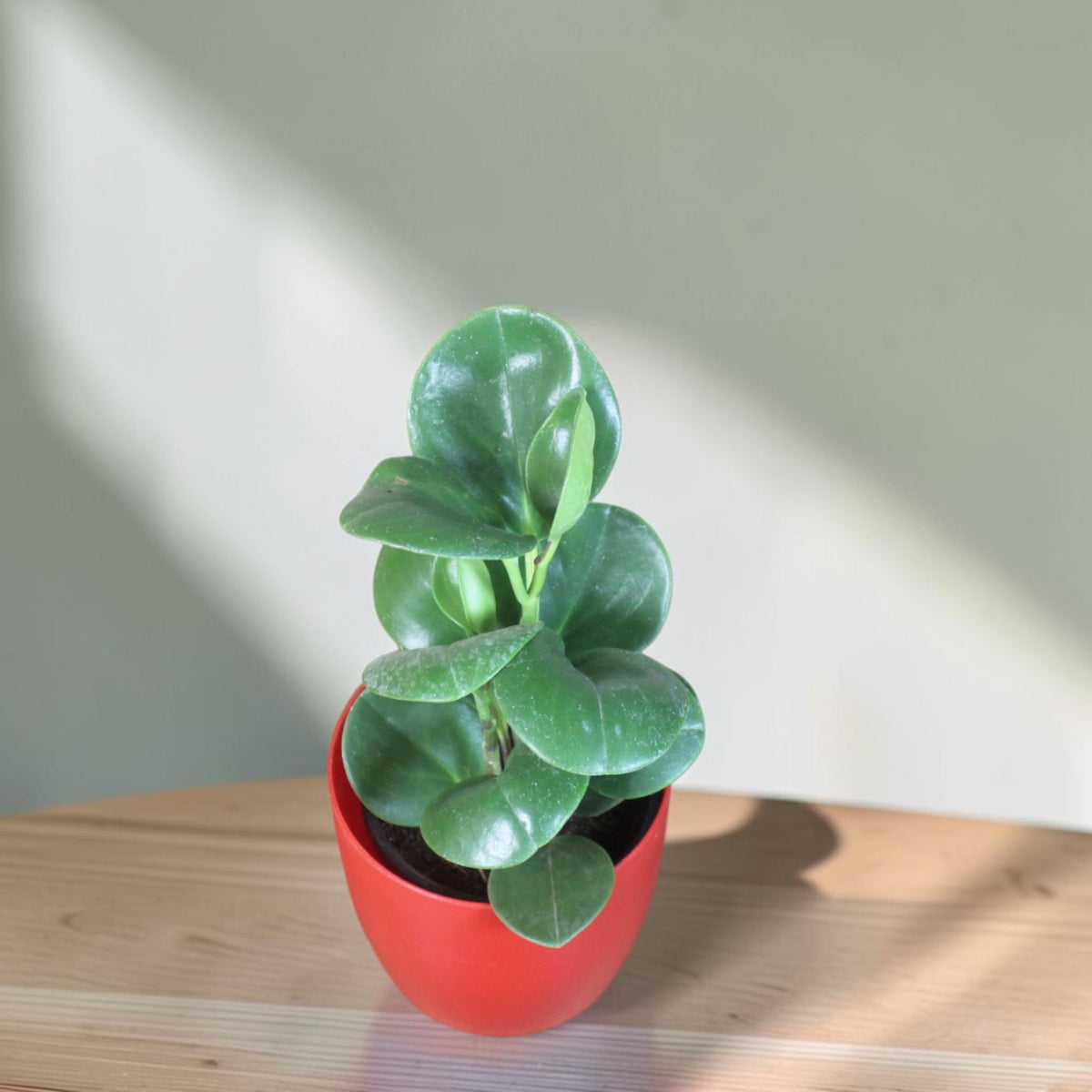 Peperomia (Green) Plant