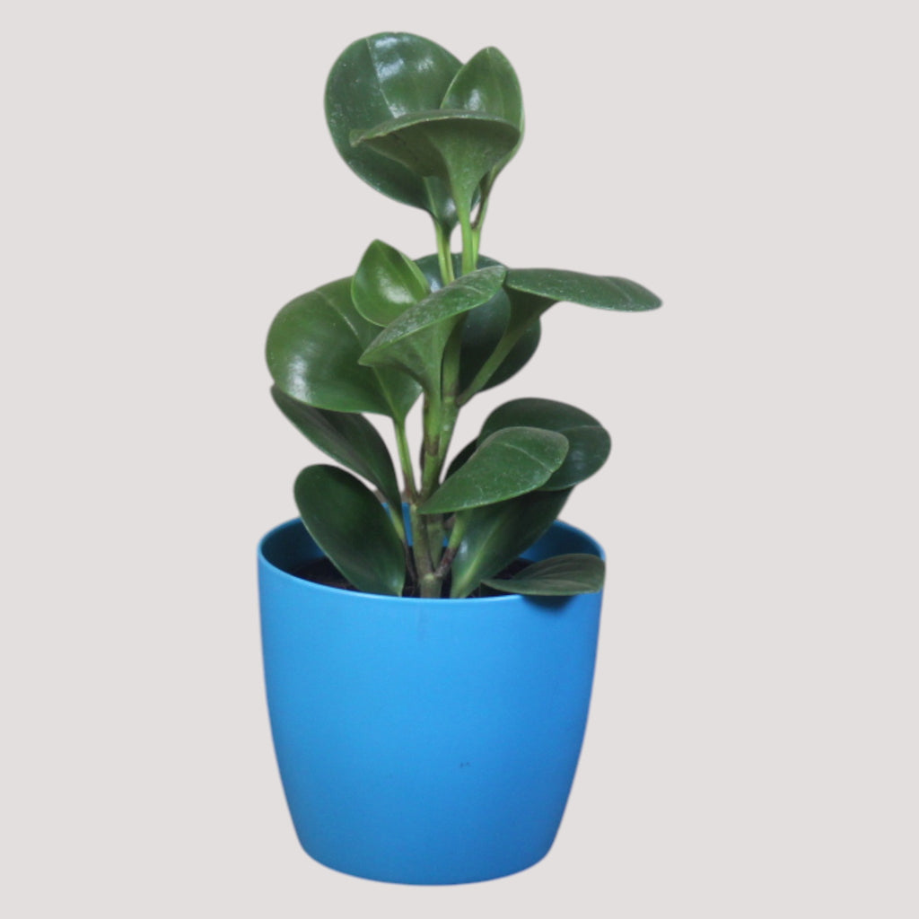 Peperomia (Green) Plant