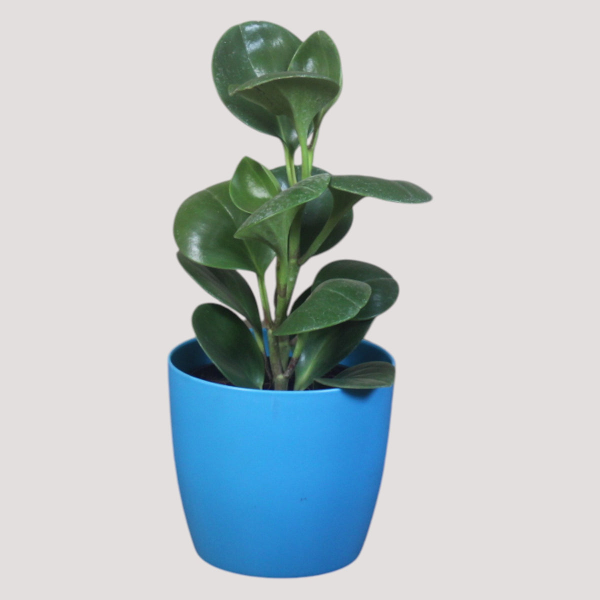 Peperomia (Green) Plant