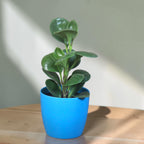 Peperomia (Green) Plant