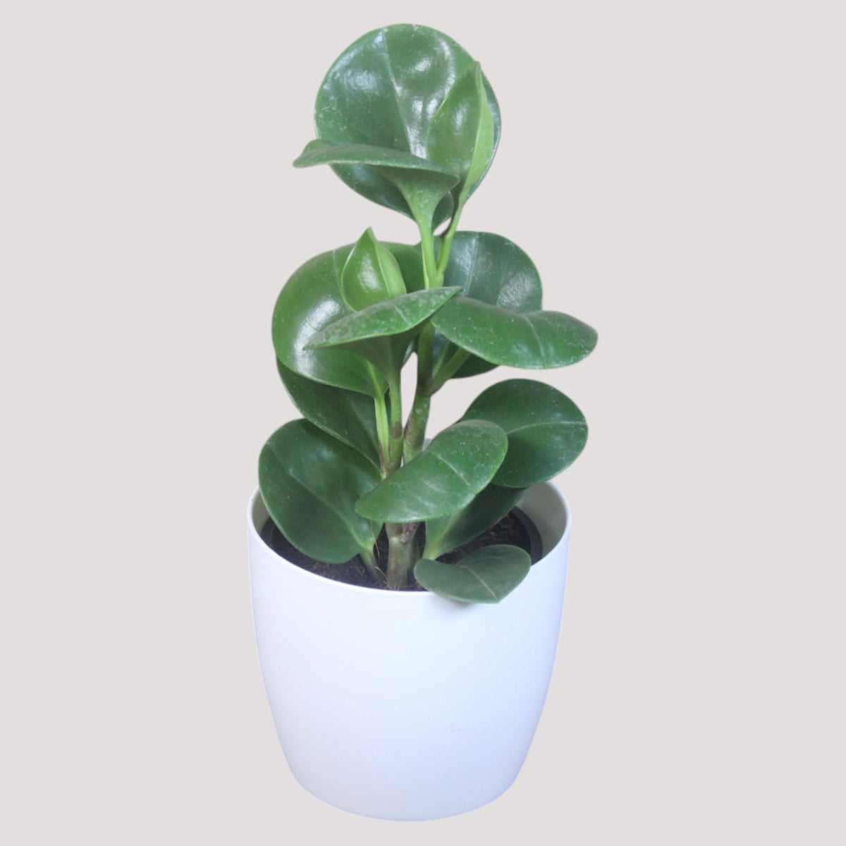 Peperomia (Green) Plant