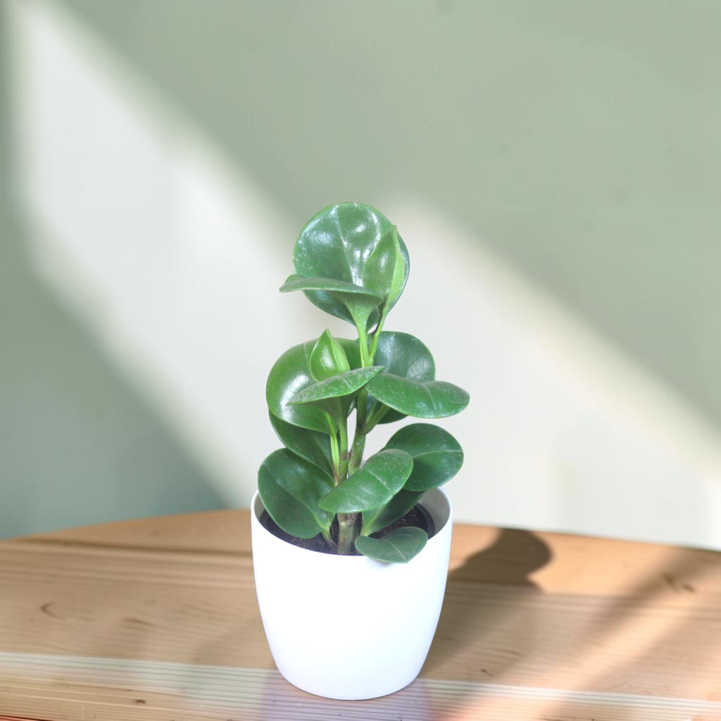 Peperomia (Green) Plant