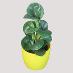 Peperomia (Green) Plant