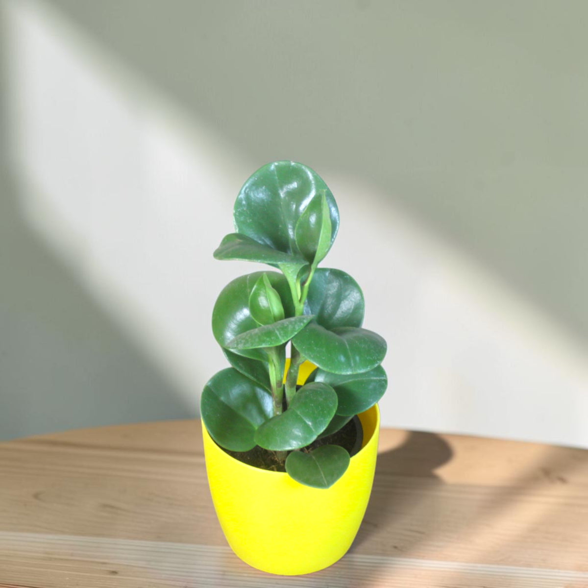 Peperomia (Green) Plant