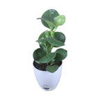 Peperomia (Green) Plant