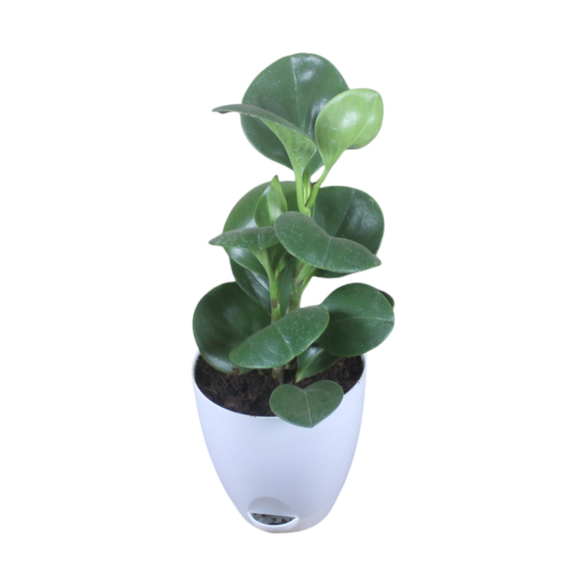 Peperomia (Green) Plant