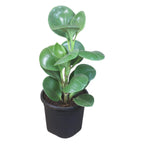 Peperomia (Green) Plant