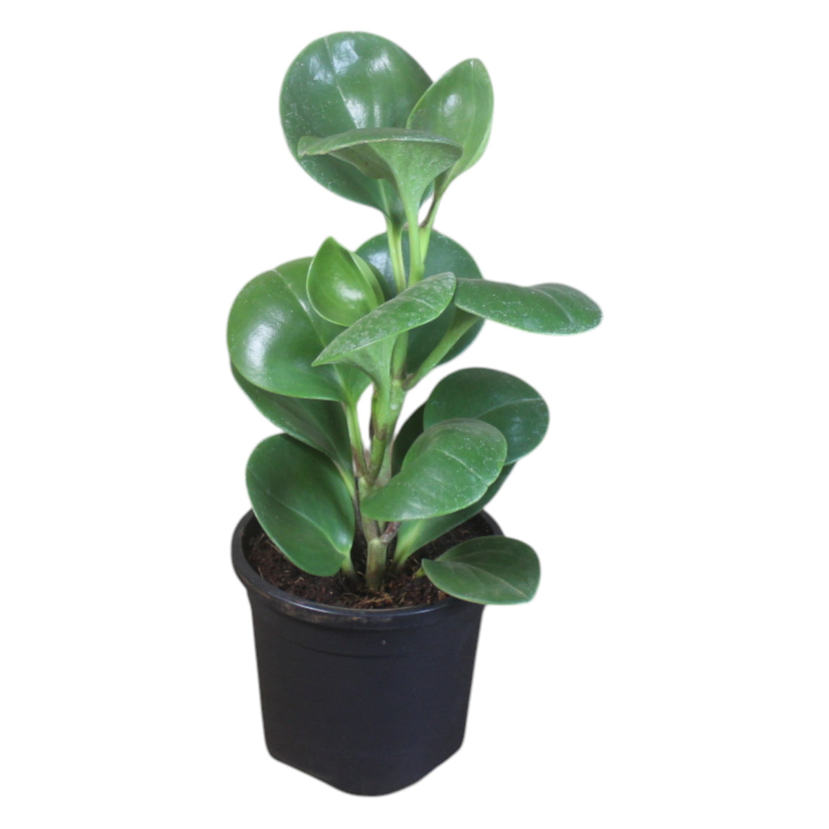 Peperomia (Green) Plant