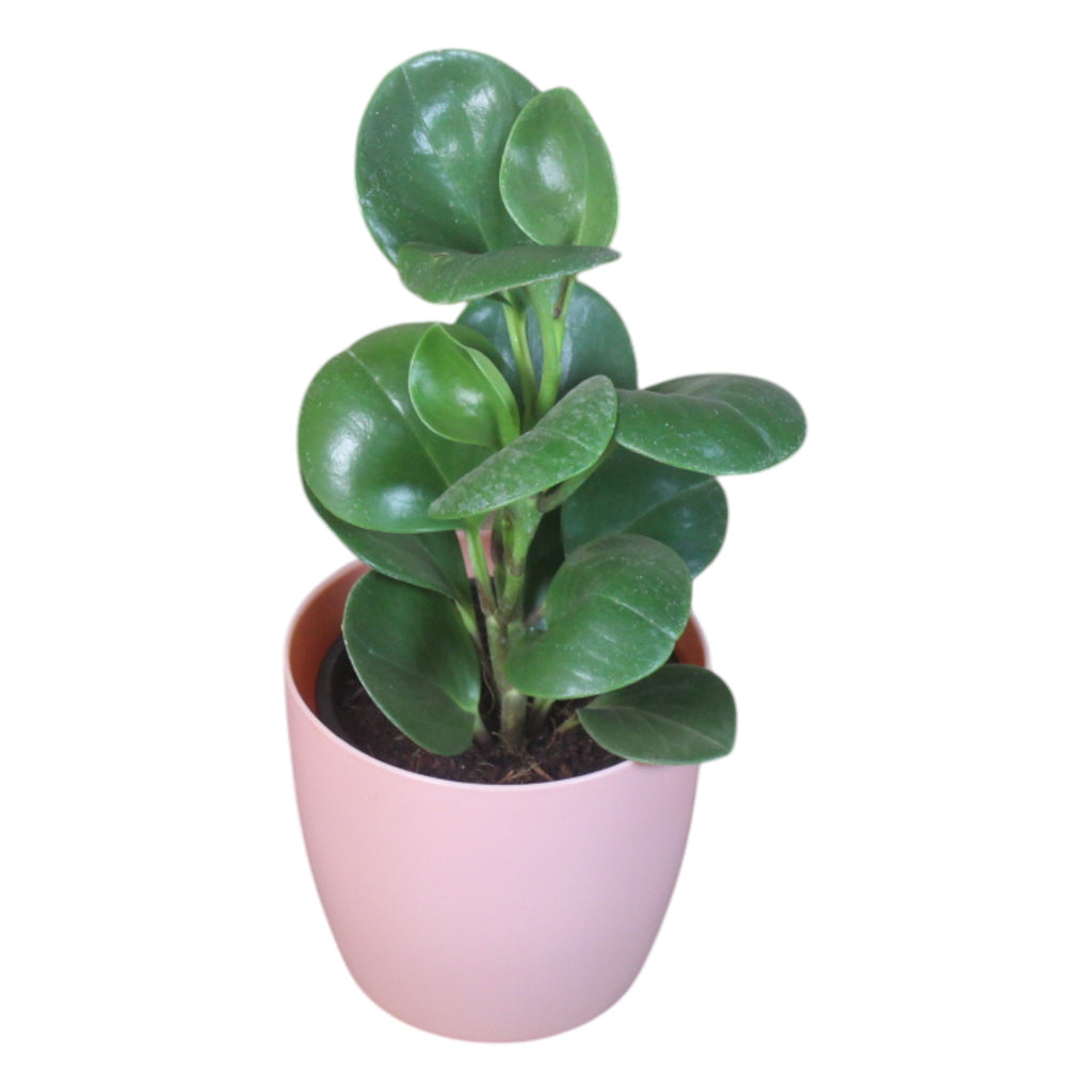Peperomia (Green) Plant